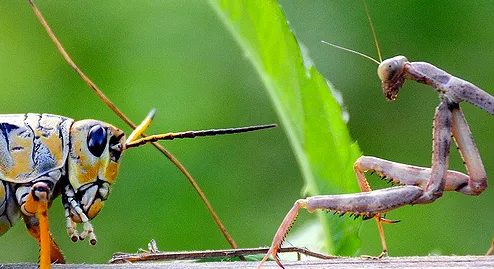 ghoppervsmantis
